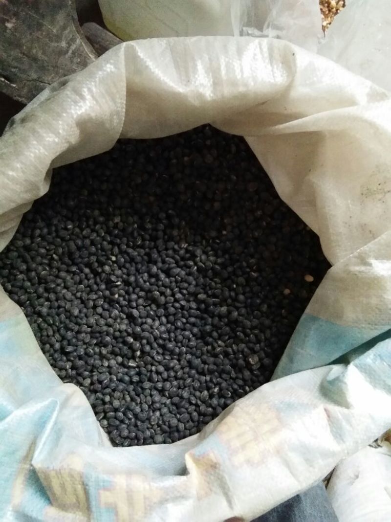 乌皮青仁豆散装