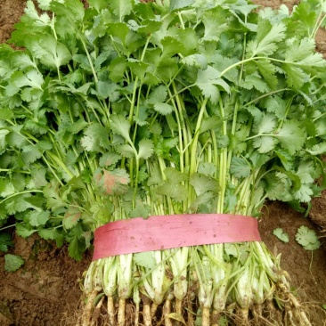 大叶香菜20~25厘米以上