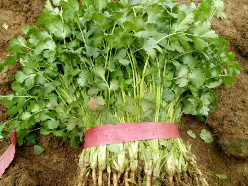 大叶香菜20~25厘米以上