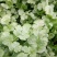 大叶香菜20~25厘米以上