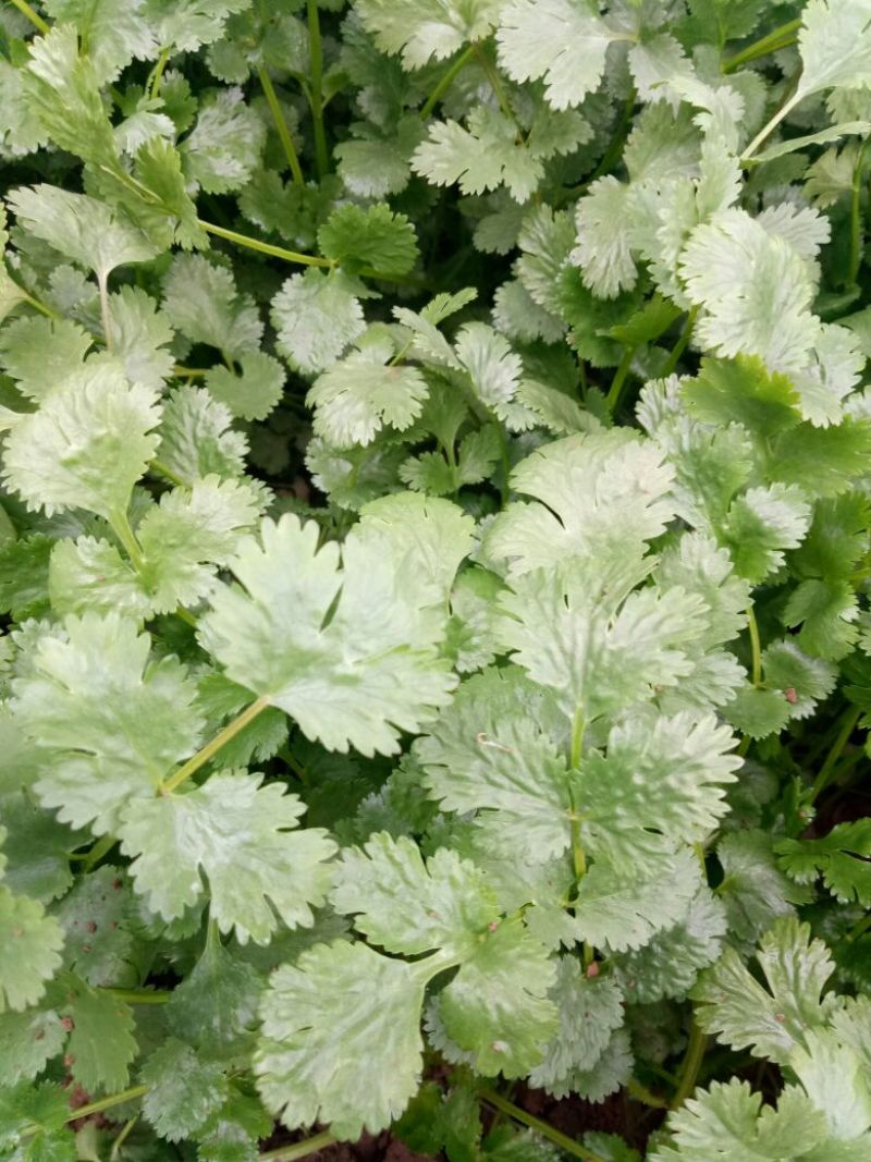 大叶香菜20~25厘米以上