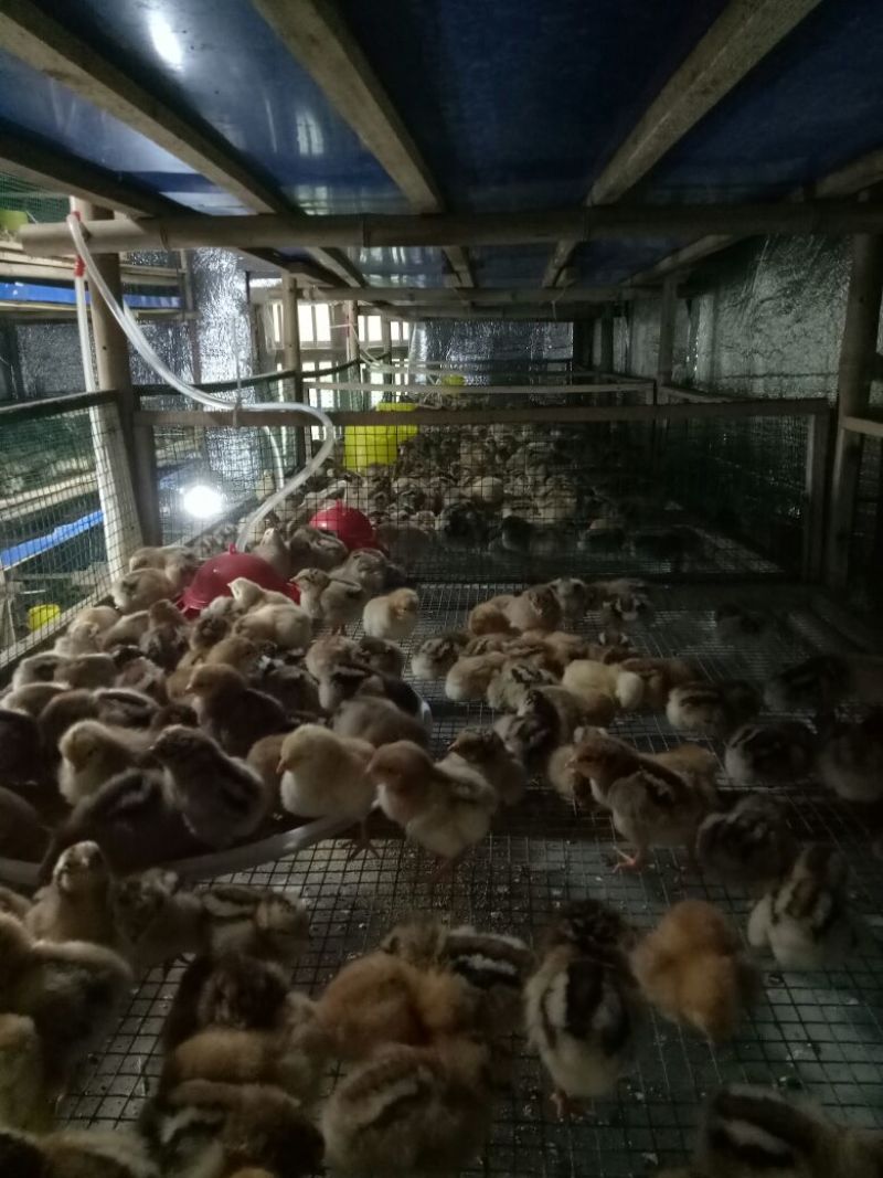 青脚土鸡苗35~45克出壳苗雌