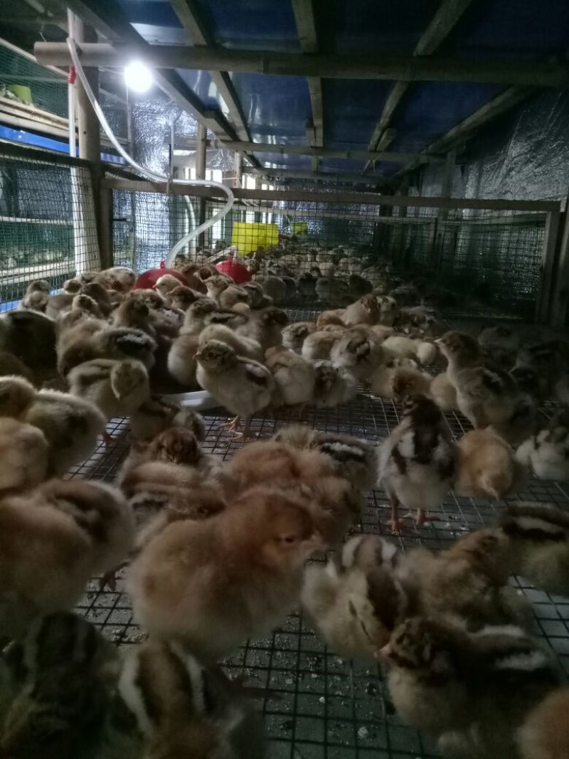 青脚土鸡苗35~45克出壳苗雌