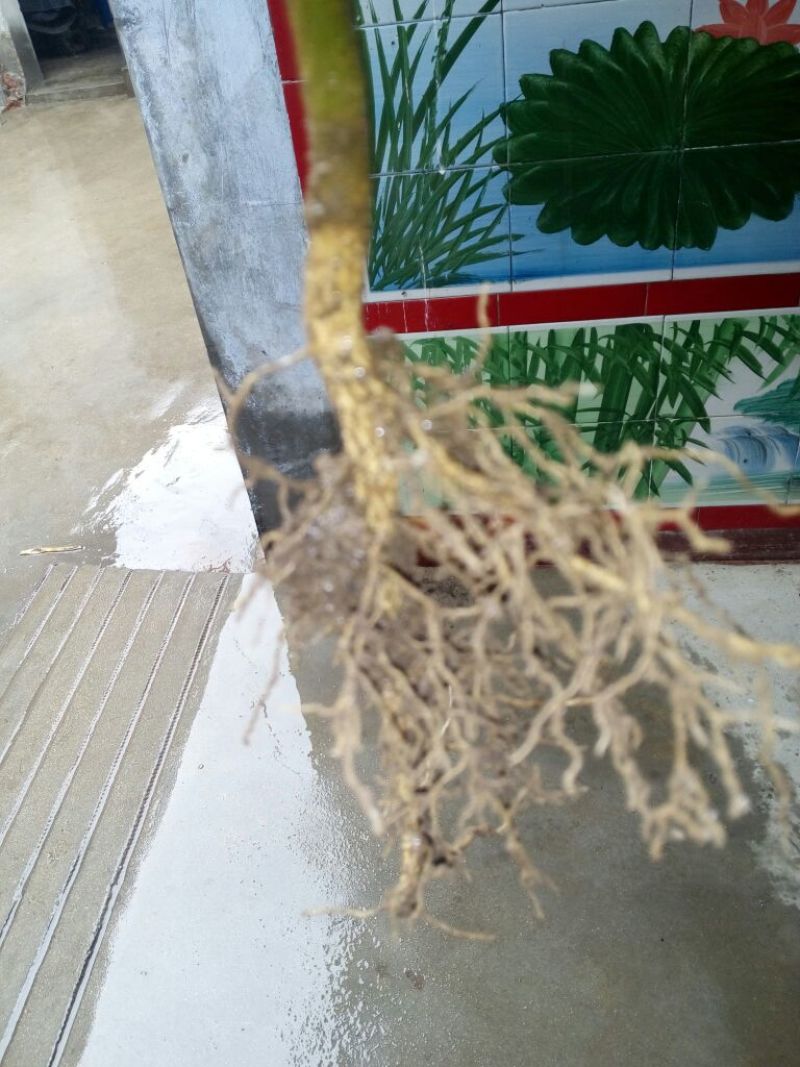 花椒苗大红袍花椒种植基地