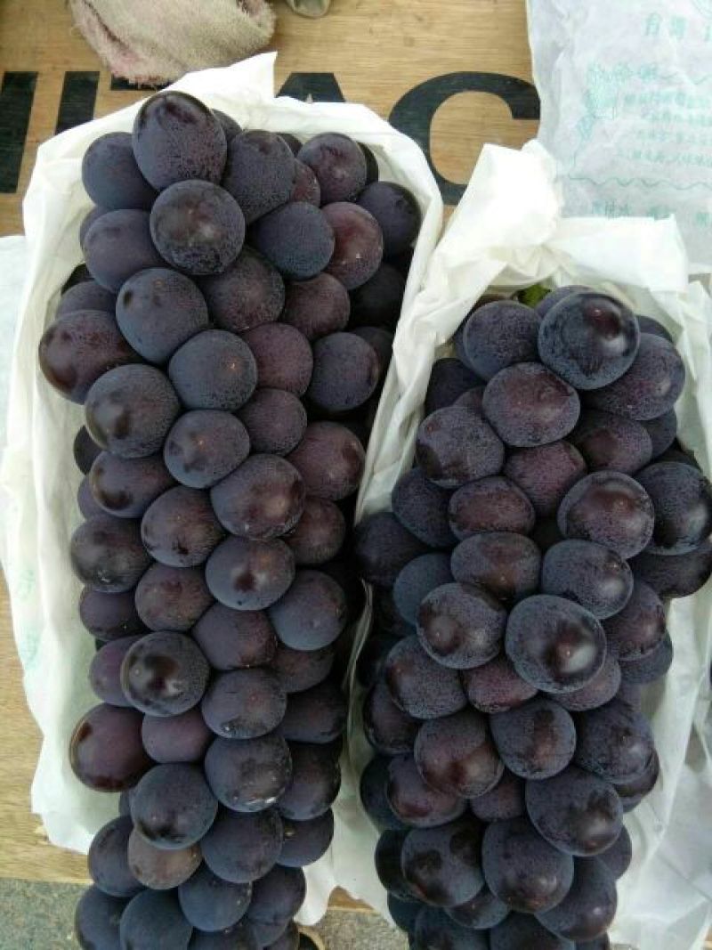 夏黑葡萄1~2斤10%以下