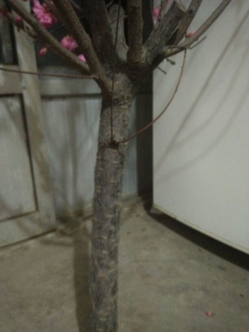 榆叶梅1.5~2m