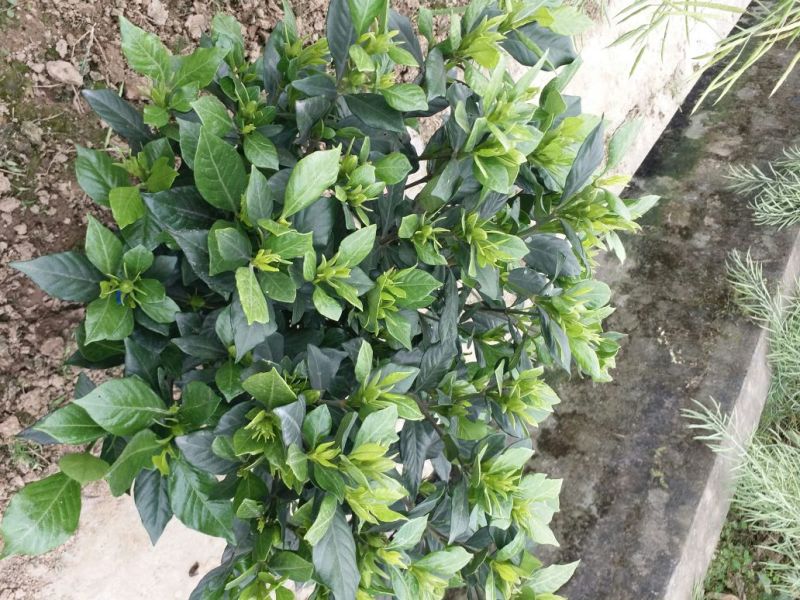栀子花，花香叶美