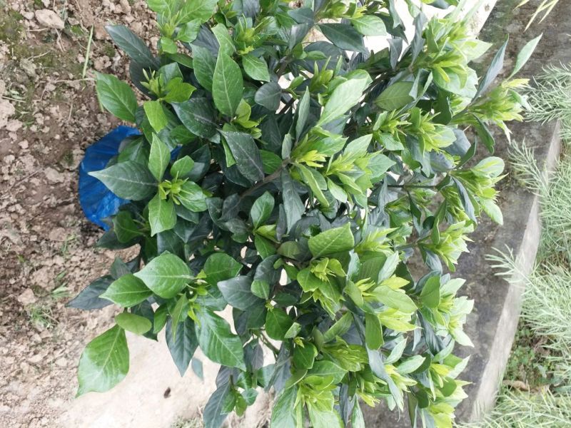 栀子花，花香叶美
