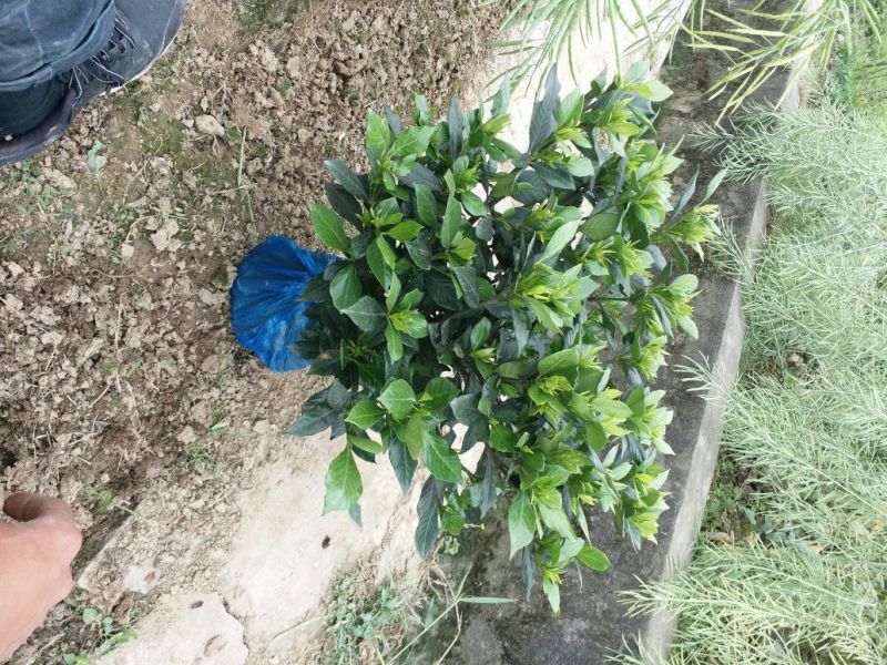 栀子花，花香叶美