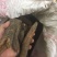 大黄