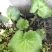 虎耳草全草
