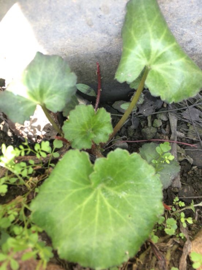 虎耳草全草