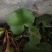 虎耳草全草