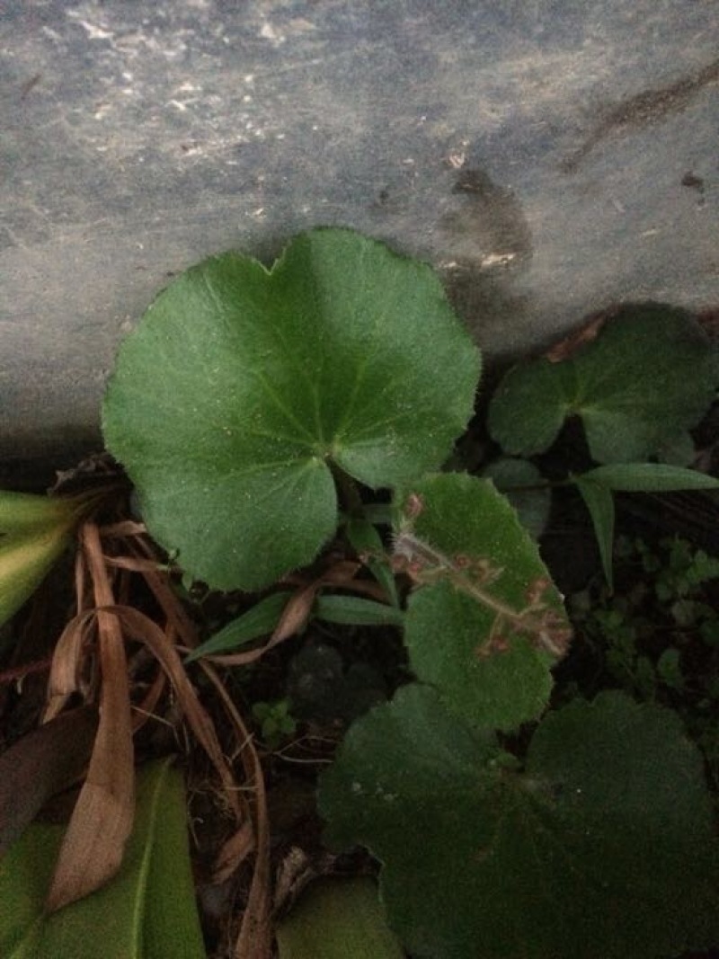 虎耳草全草