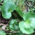 虎耳草全草