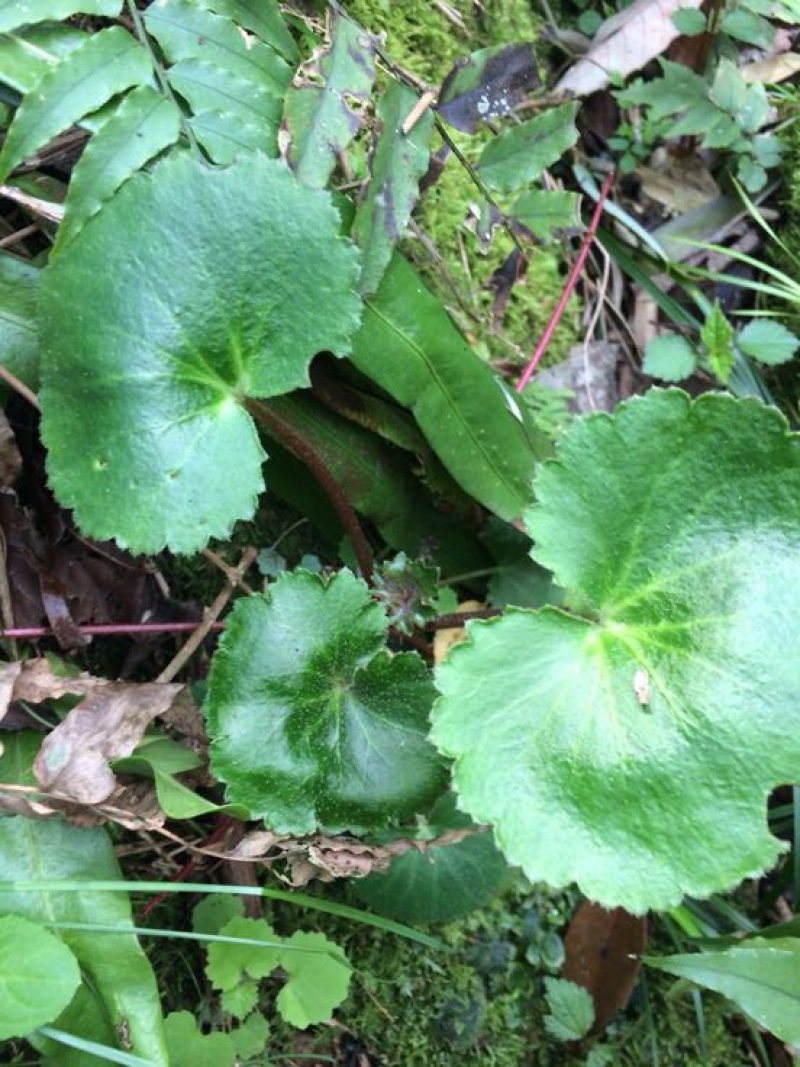 虎耳草全草