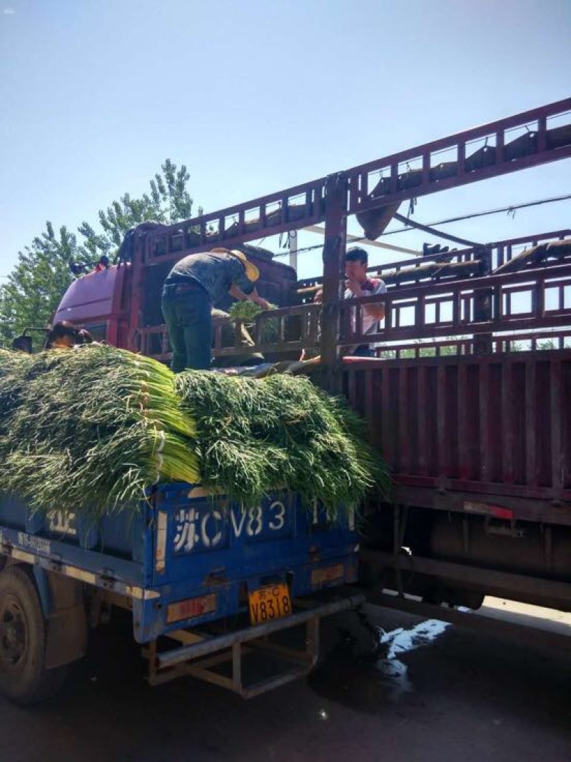 自产自销一级杂交蒜薹，大量出售，产地发货，销往全国各地