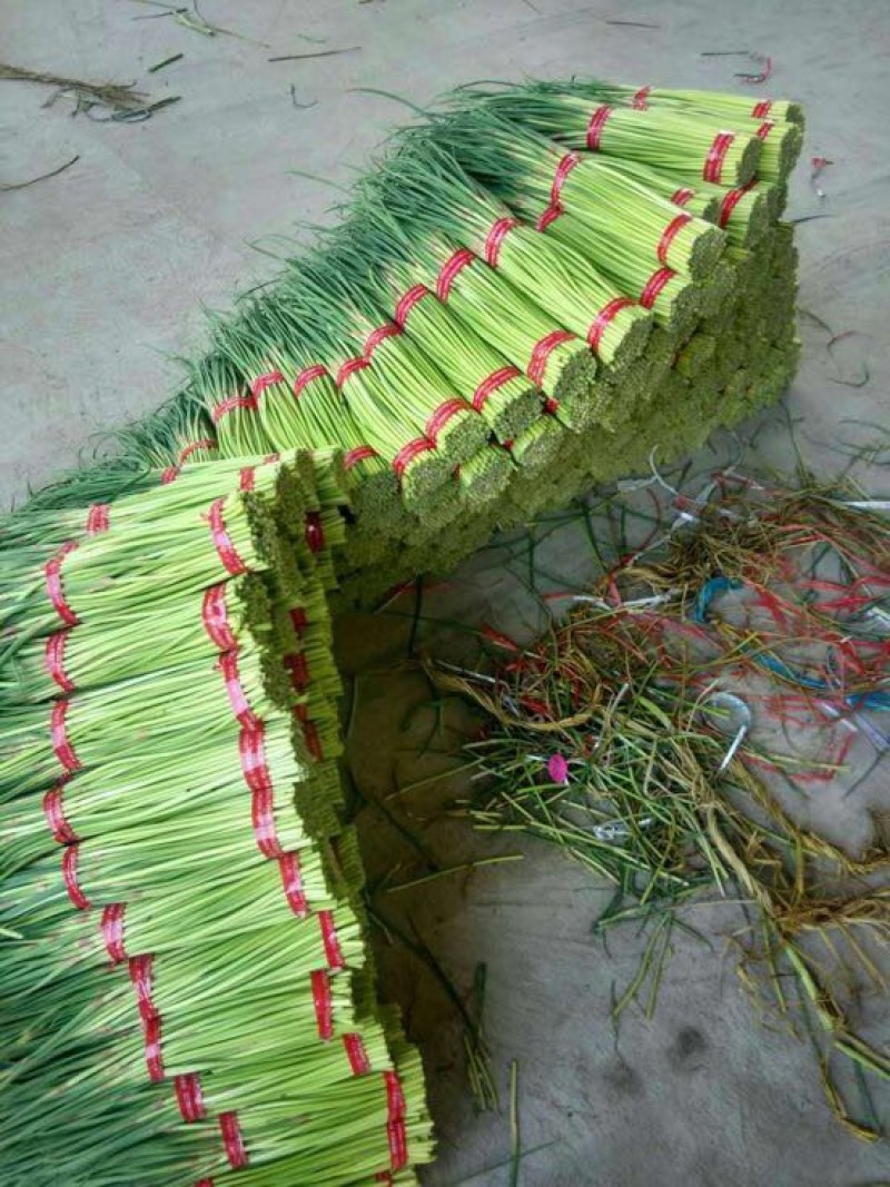自产自销一级杂交蒜薹，大量出售，产地发货，销往全国各地