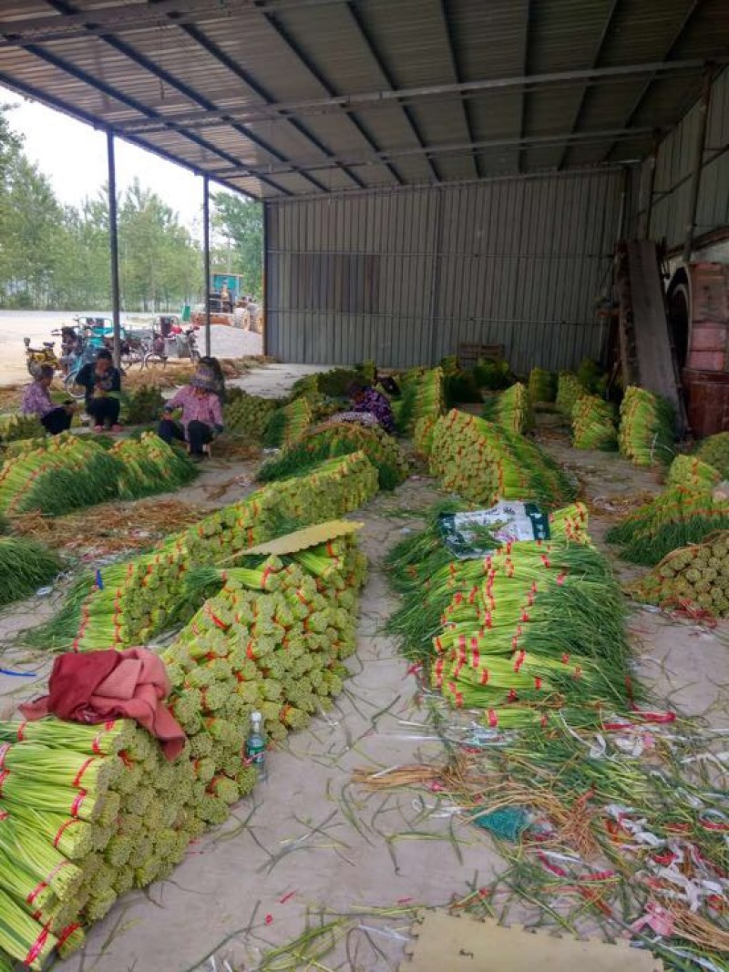 自产自销一级杂交蒜薹，大量出售，产地发货，销往全国各地