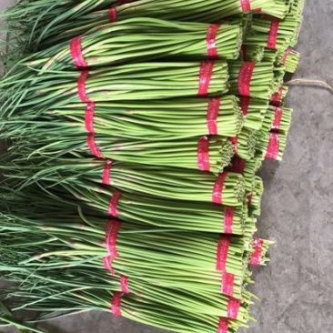 自产自销一级杂交蒜薹，大量出售，产地发货，销往全国各地