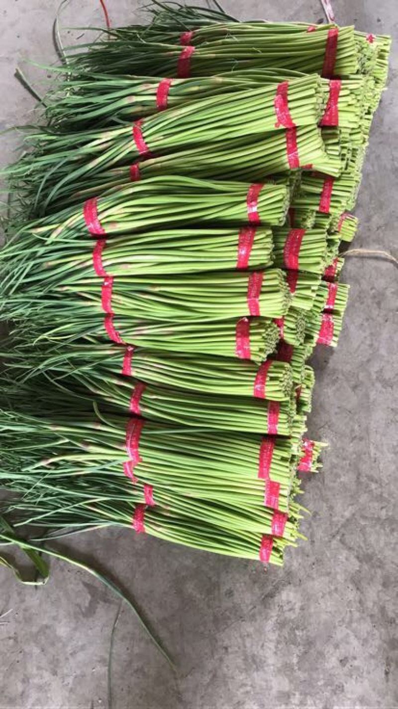 自产自销一级杂交蒜薹，大量出售，产地发货，销往全国各地