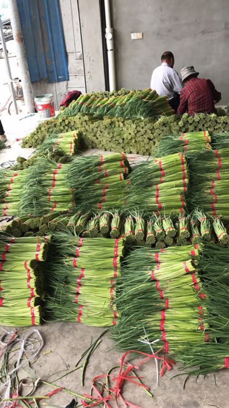 自产自销一级杂交蒜薹，大量出售，产地发货，销往全国各地