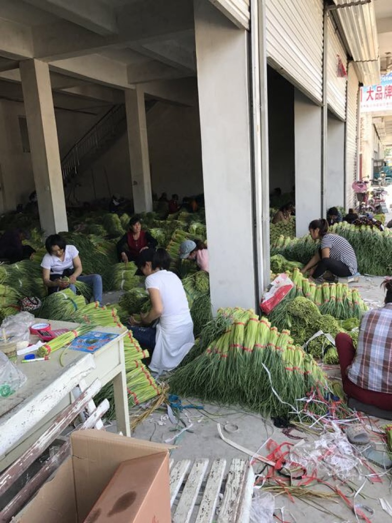 自产自销一级杂交蒜薹，大量出售，产地发货，销往全国各地