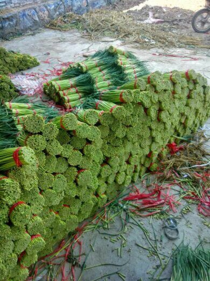 自产自销一级杂交蒜薹，大量出售，产地发货，销往全国各地