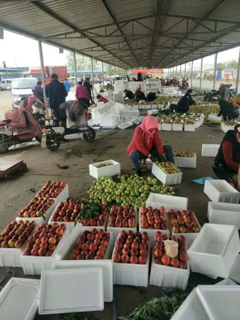 中油4号油桃2两以上