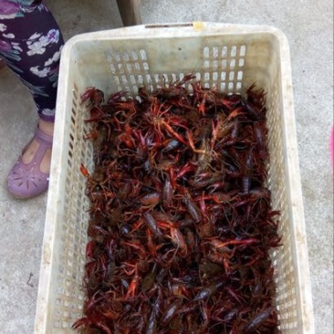 小龙虾食用8-10钱（40-50克）活虾小龙虾主养