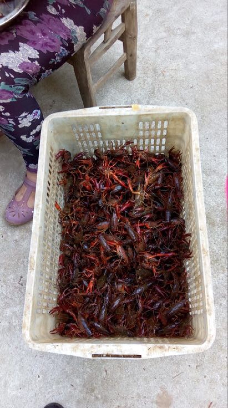 小龙虾食用8-10钱（40-50克）活虾小龙虾主养