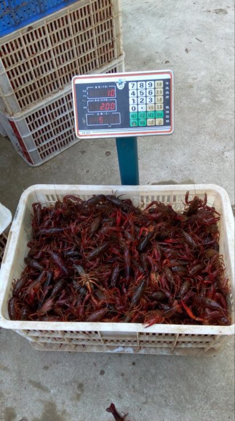小龙虾食用8-10钱（40-50克）活虾小龙虾主养