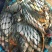 河鲤鱼食用1~2公斤