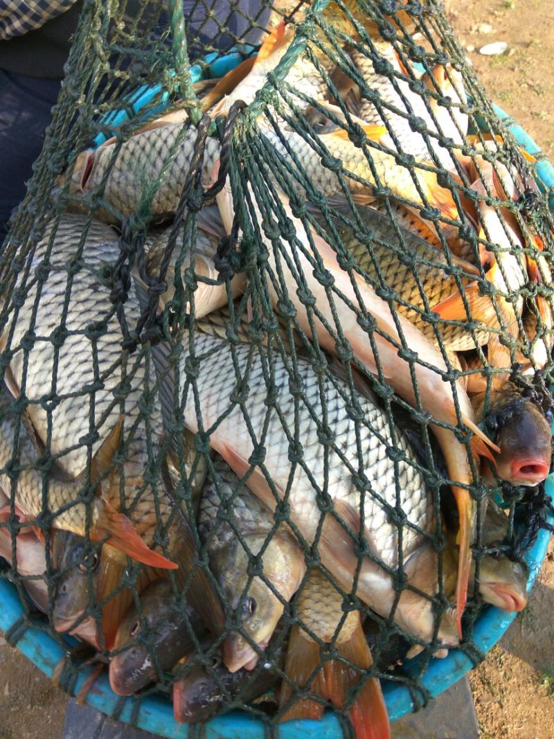 河鲤鱼食用1~2公斤
