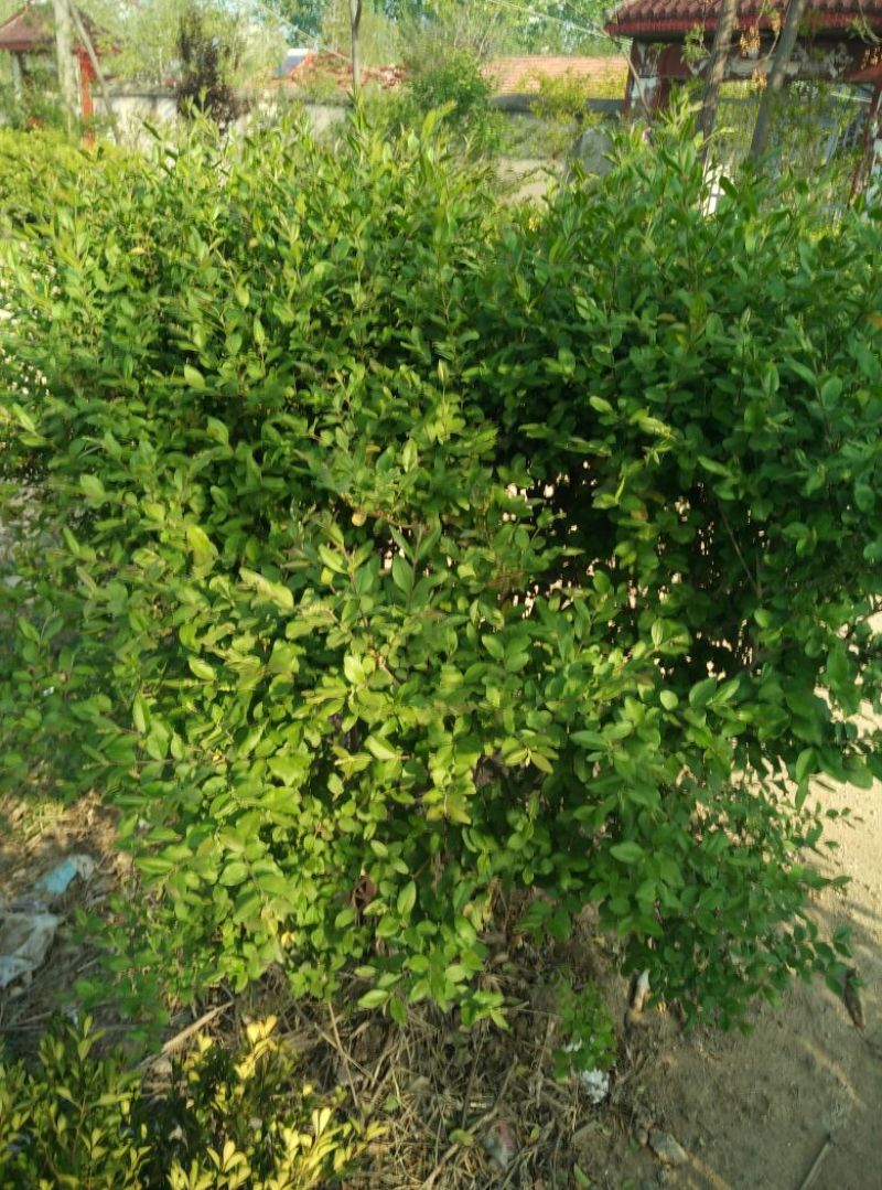 小叶女贞从生，造型树，造型球