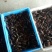 澳洲淡水小龙虾藕塘套养4-6钱（20-30克）食用活