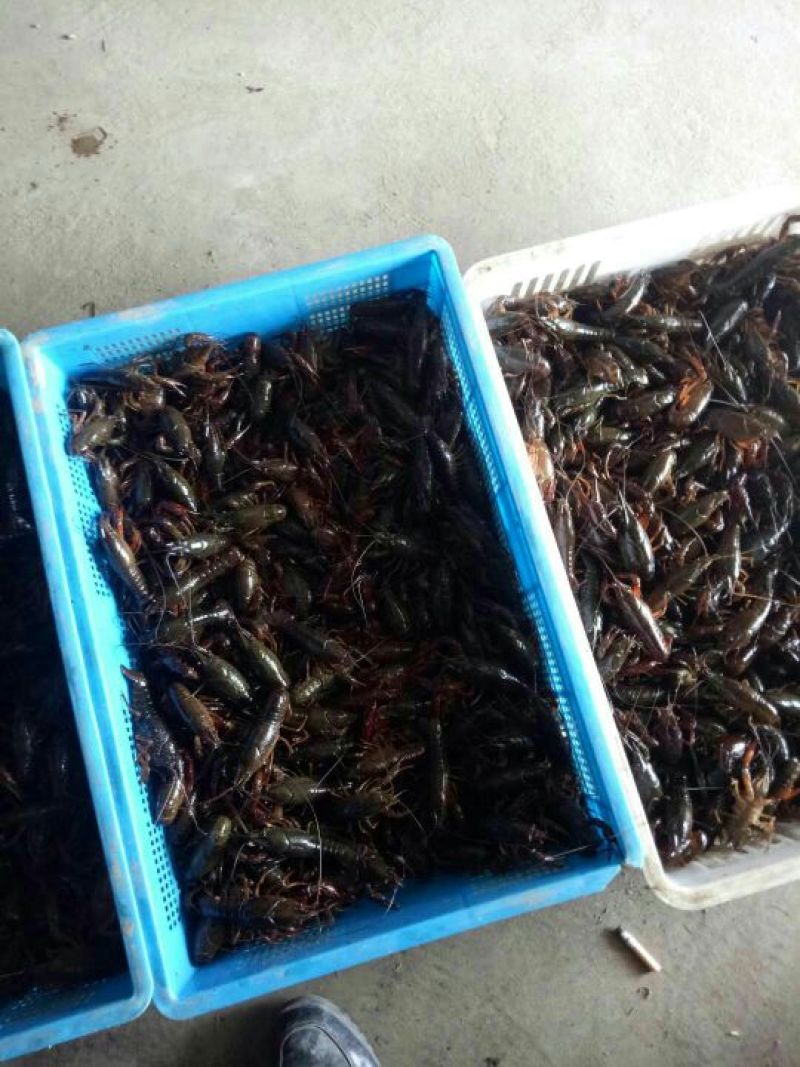 澳洲淡水小龙虾藕塘套养4-6钱（20-30克）食用活