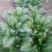 大叶菠菜20~25厘米