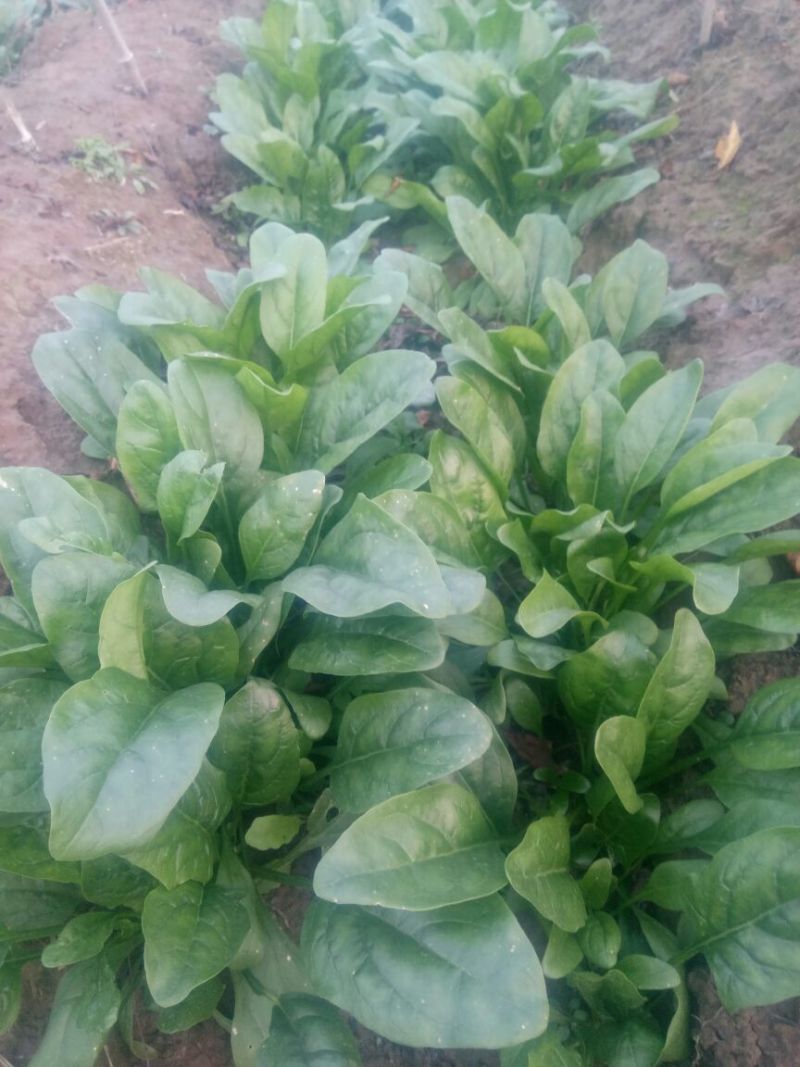大叶菠菜20~25厘米