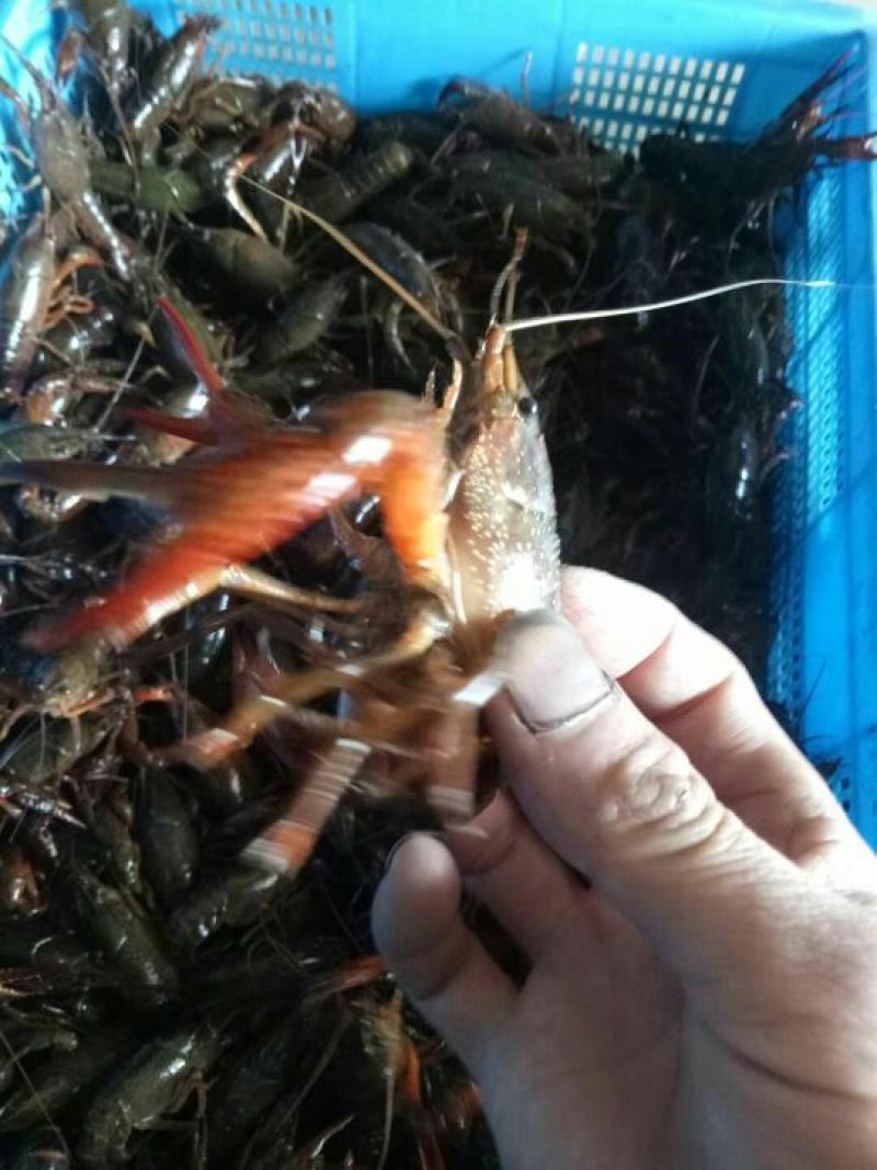 澳洲淡水小龙虾食用4-6钱（20-30克）活虾小龙虾