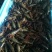 澳洲淡水小龙虾食用4-6钱（20-30克）活虾小龙虾