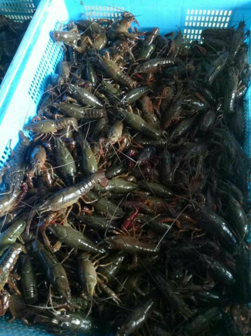 澳洲淡水小龙虾食用4-6钱（20-30克）活虾小龙虾