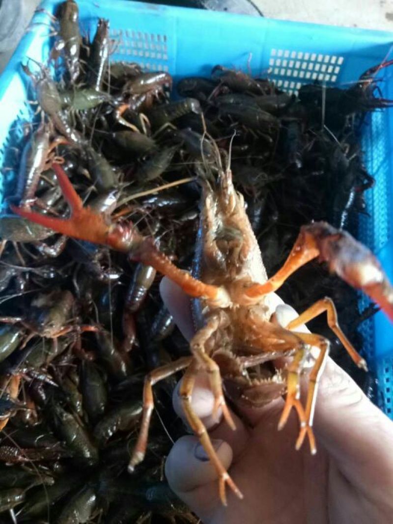 澳洲淡水小龙虾食用4-6钱（20-30克）活虾小龙虾