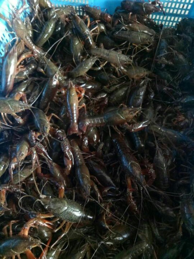 澳洲淡水小龙虾食用4-6钱（20-30克）活虾小龙虾