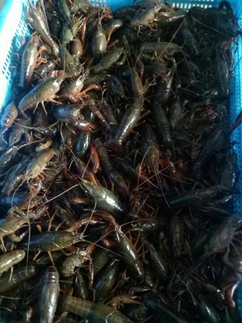 澳洲淡水小龙虾食用4-6钱（20-30克）活虾小龙虾