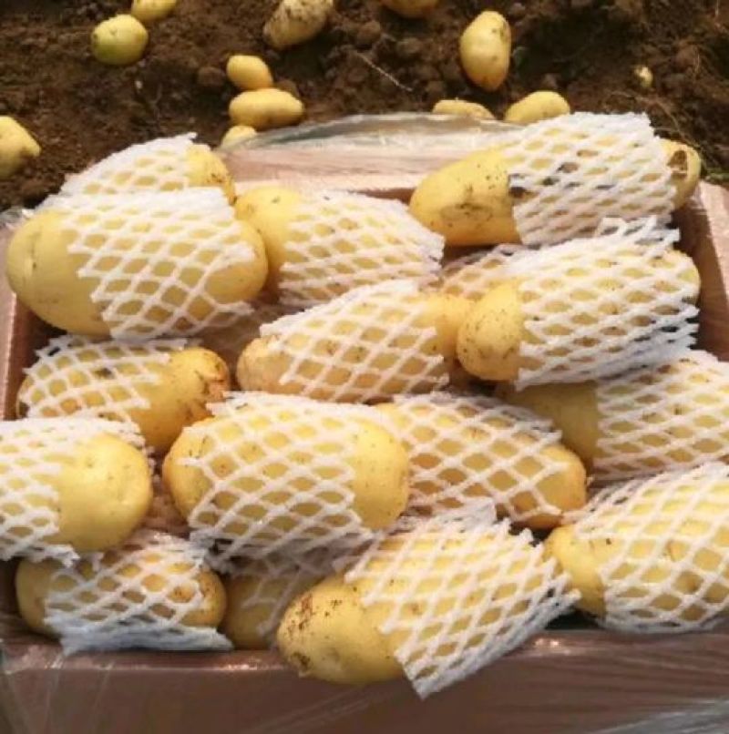 荷兰十五土豆三两以上通货