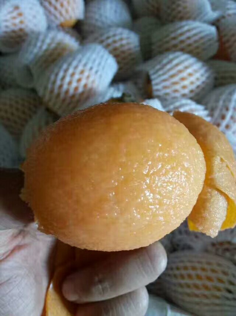 大五星枇杷