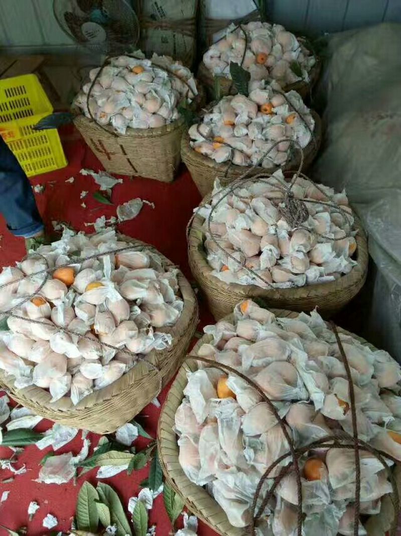 大五星枇杷