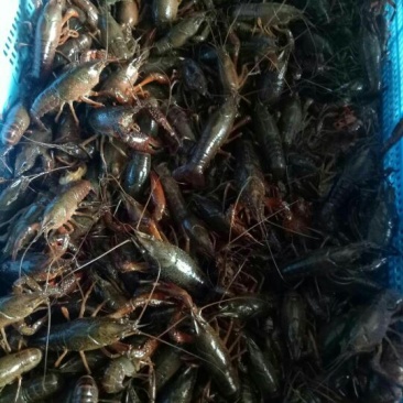 龙虾13~15只/kg