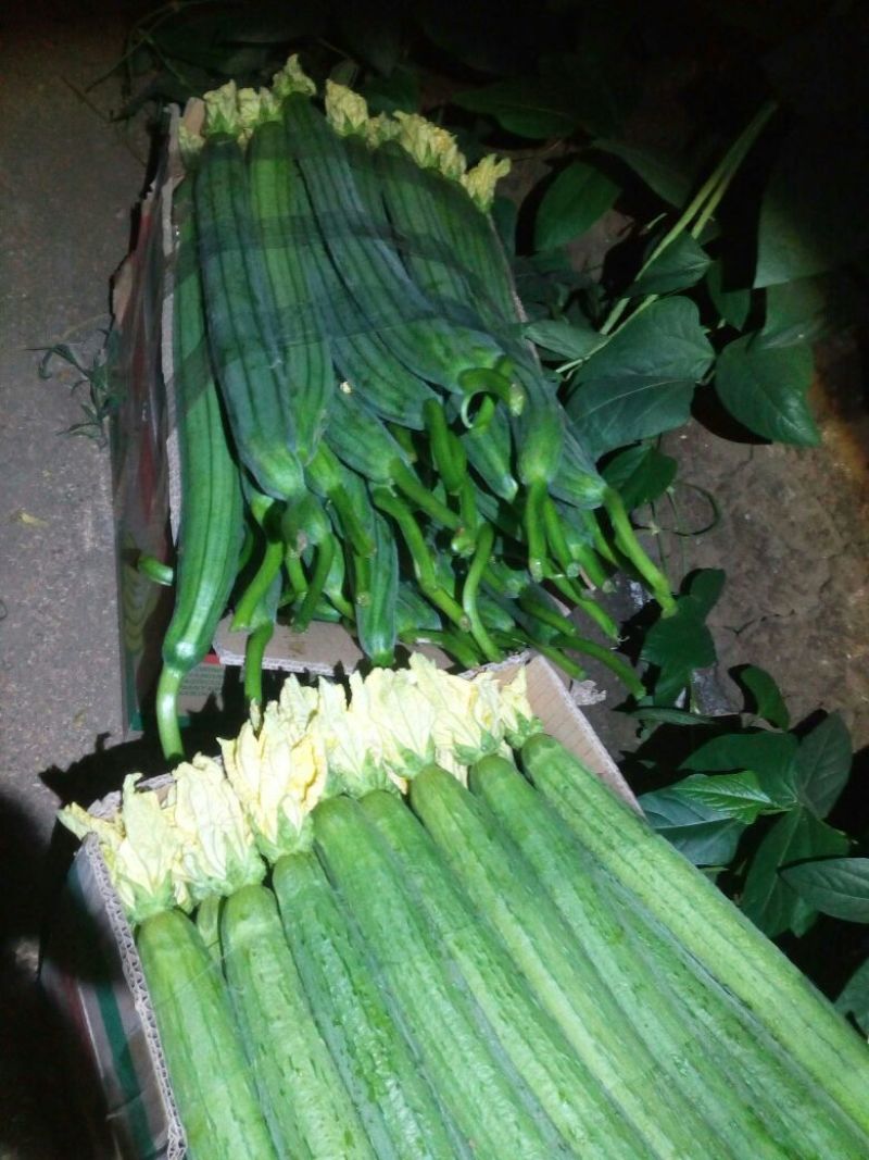 鲜花丝瓜35厘米以上